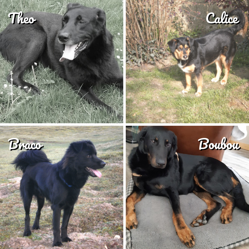 chien-famille