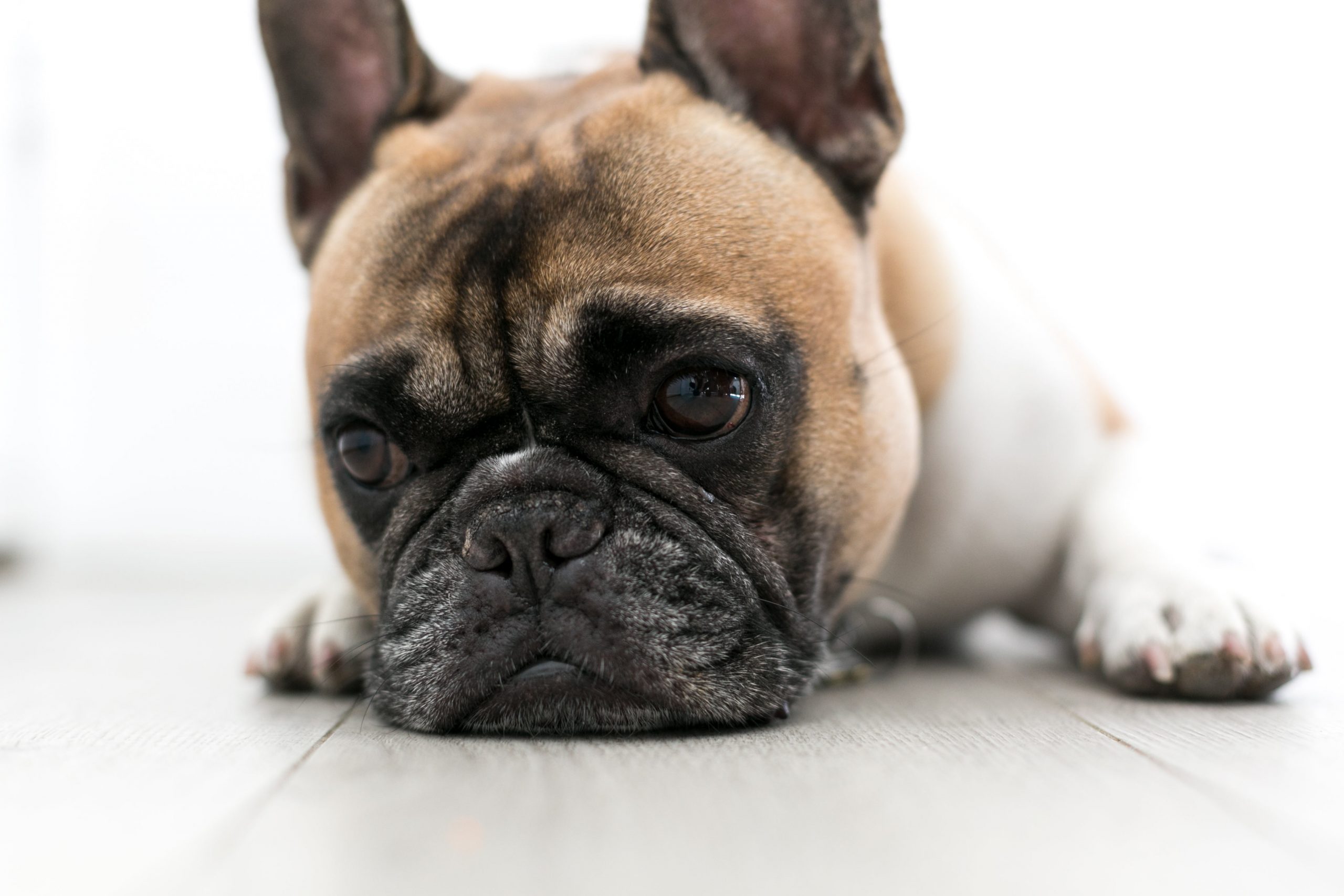 chien-triste