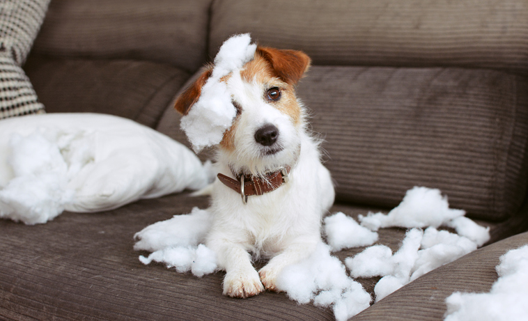 chien-détruit-coussin