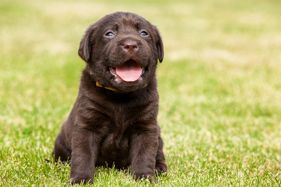 puppy-1221791_960_720