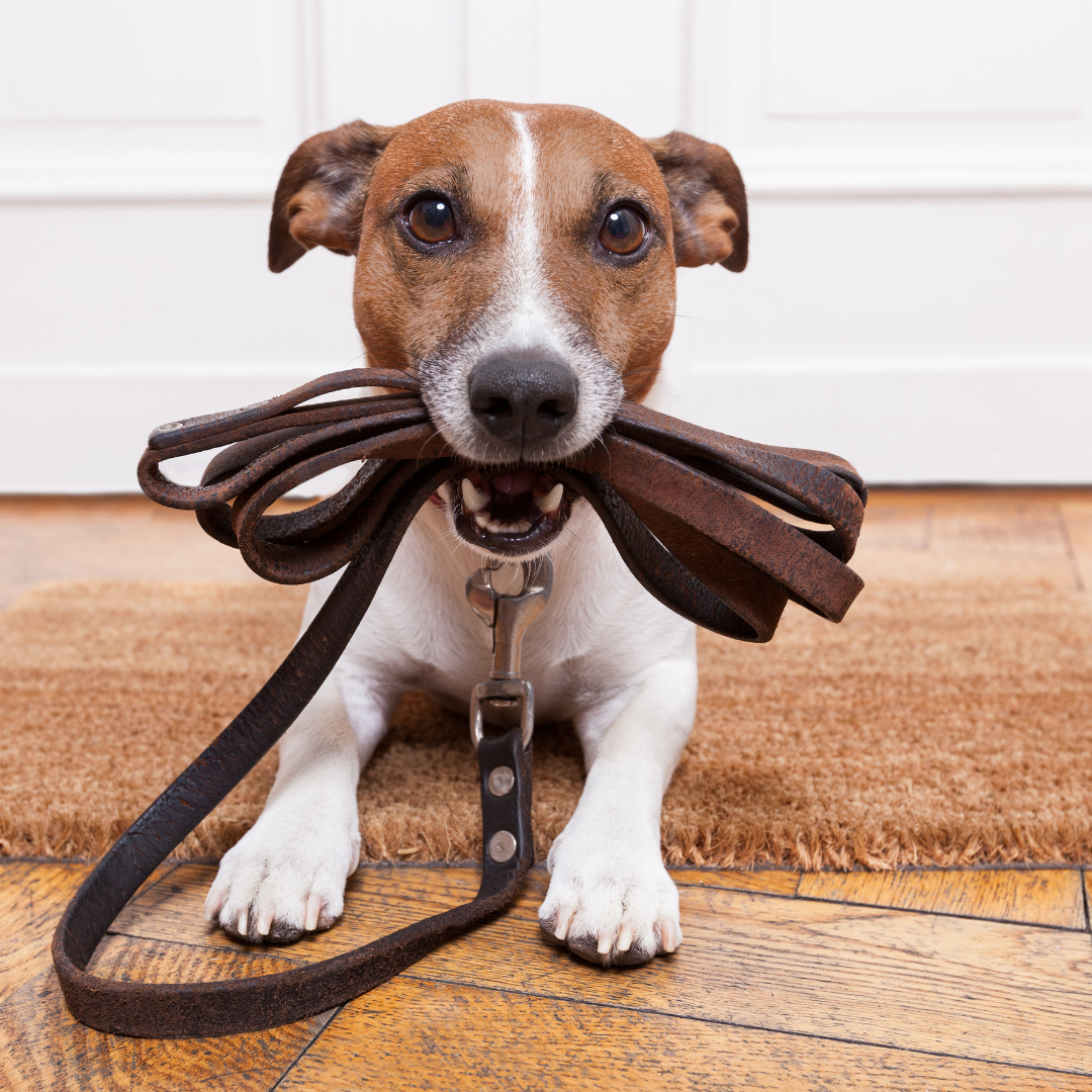 chien-tapis-laisse