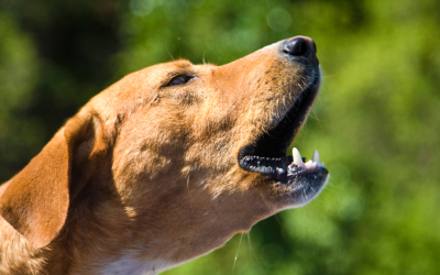 Comprendre les aboiements de mon chien
