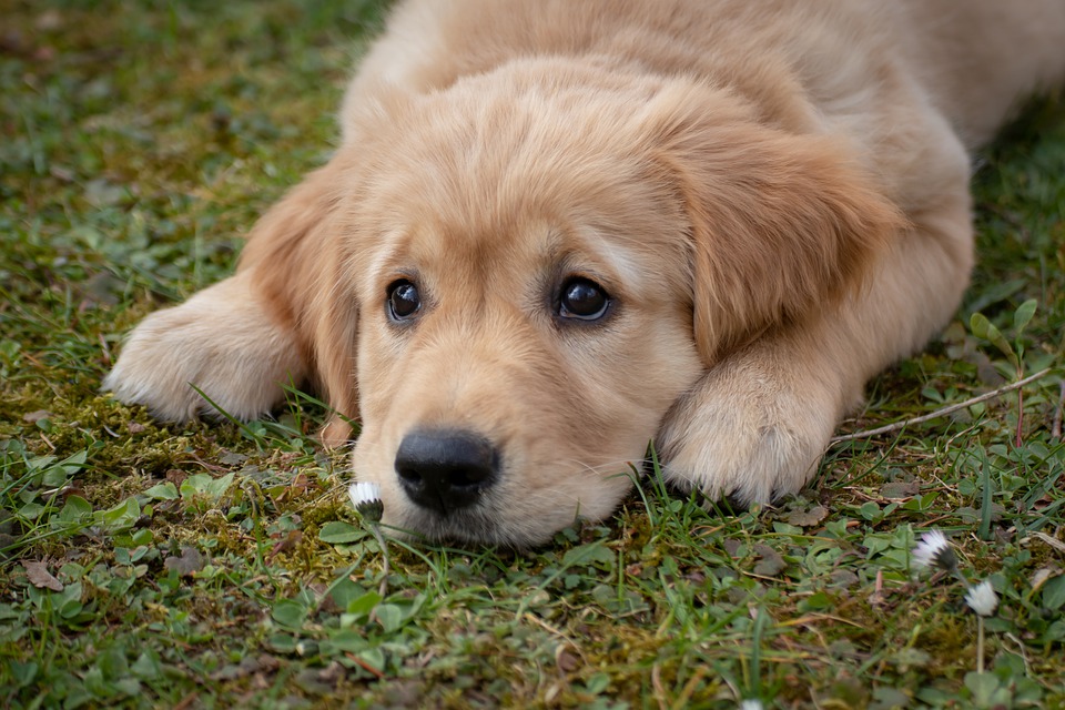 chiot-golden