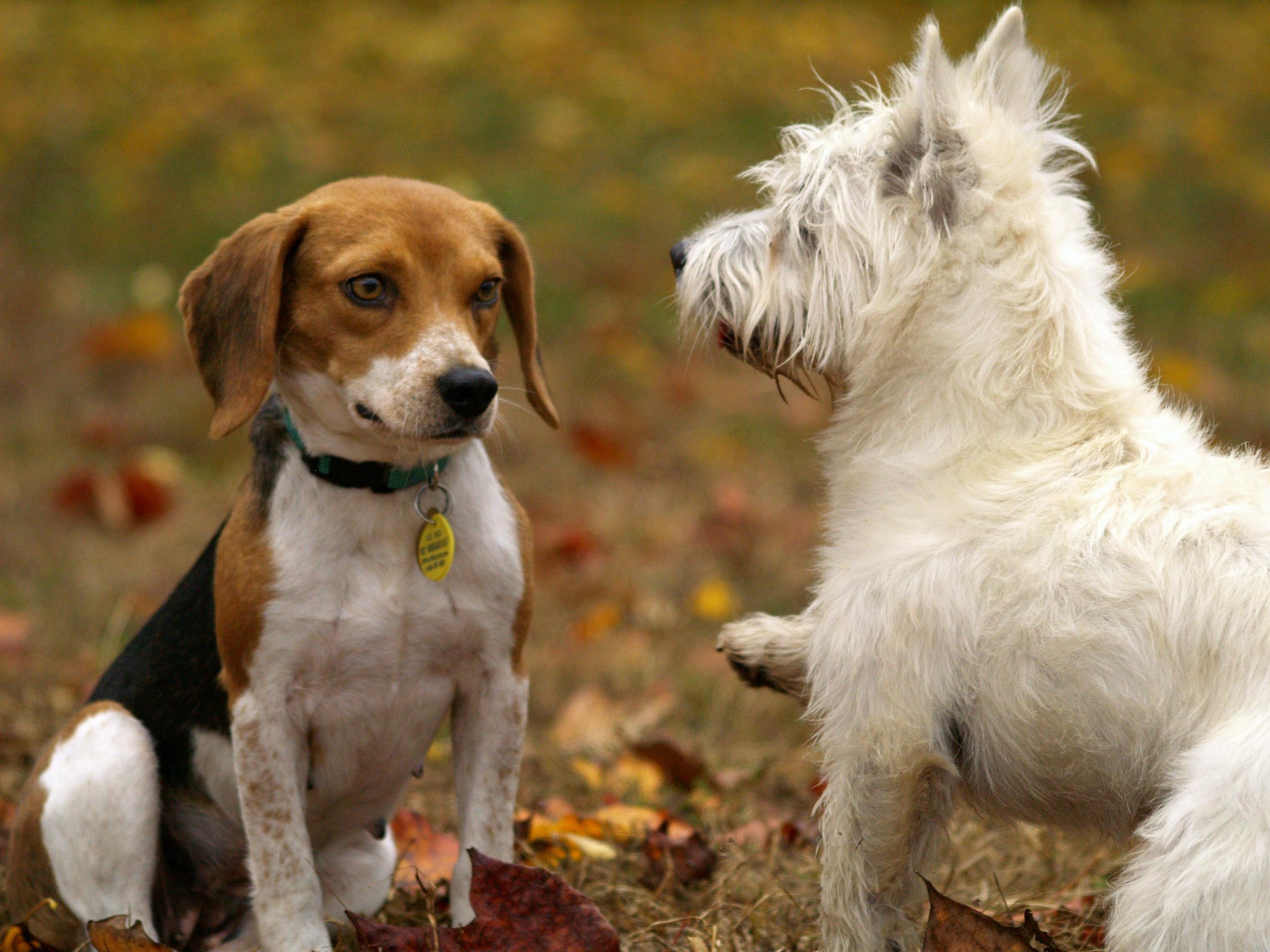 chiots-par-2 chien-triste